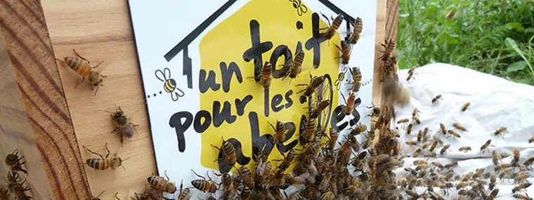 Lire la suite à propos de l’article Sauver les abeilles, soutenir les apiculteurs